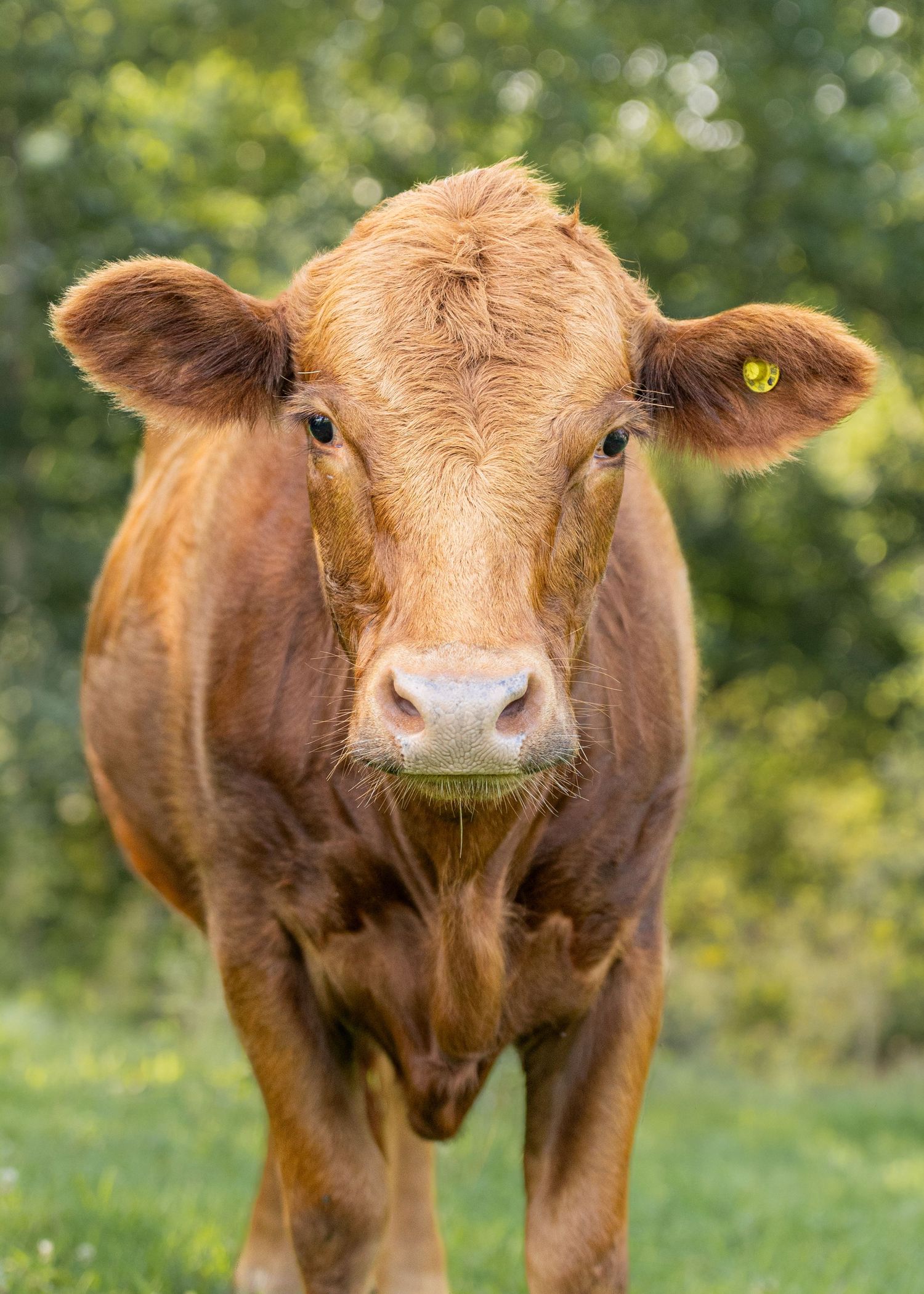 A young brown Limousin cow with a yellow ear tag stands in a green pasture, looking directly at the camera.
