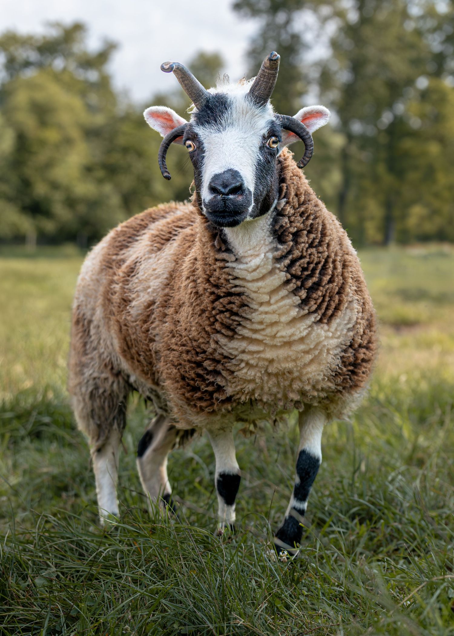 A horned Jacob and white sheep stands in a green grassy field, looking directly at the camera.