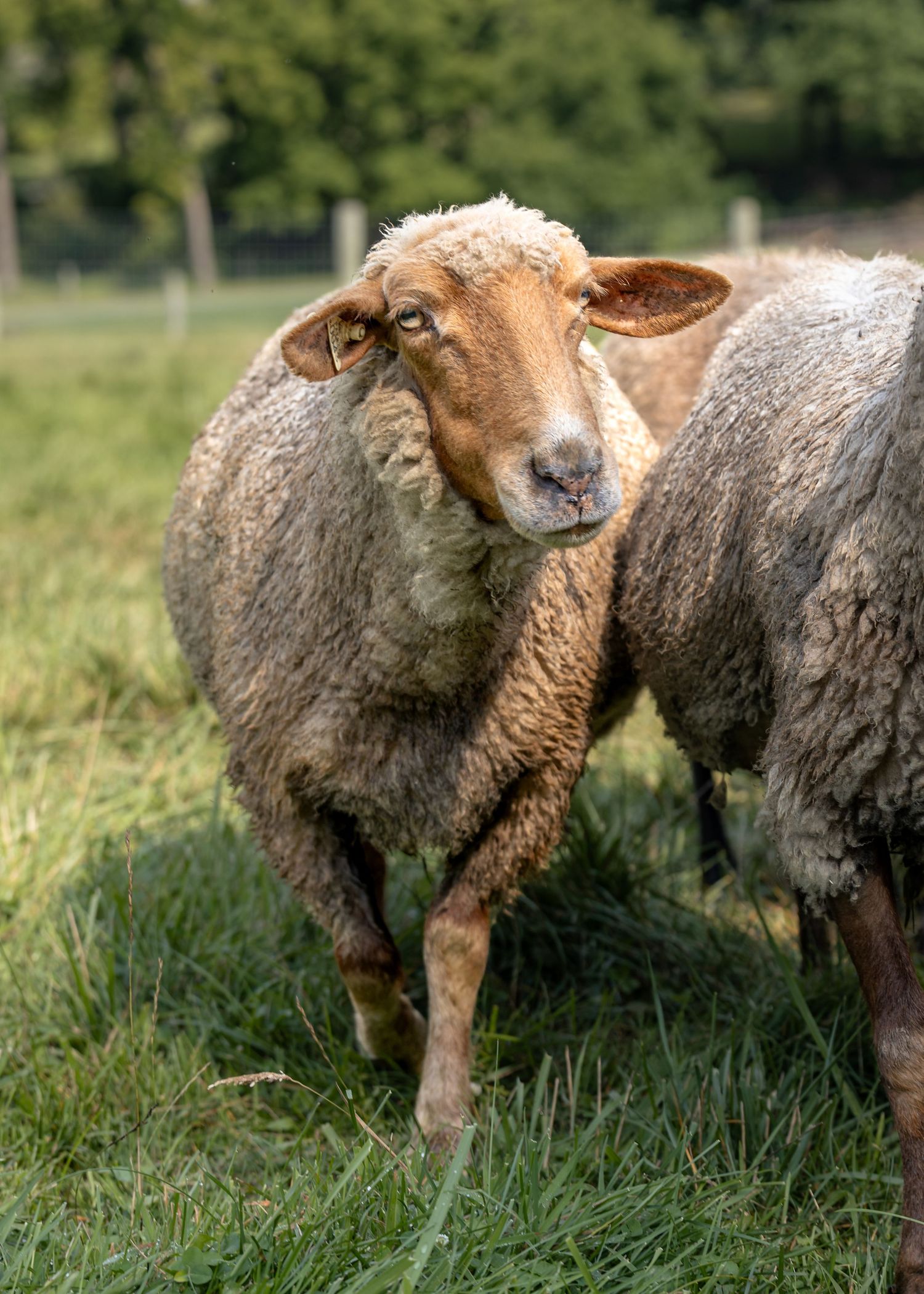 Two woolly Tunis sheep standing on green grass in a field, with one looking directly at the camera, trees visible in background.