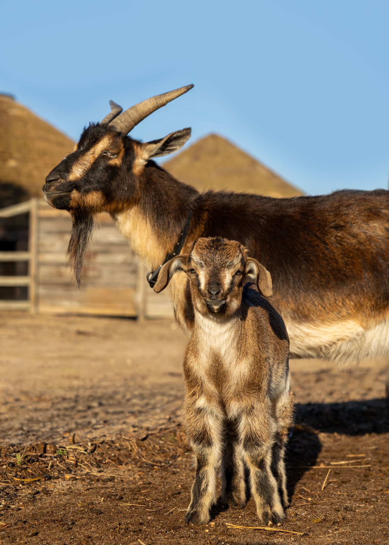Adult Arapawa goat and baby kid standing together in a sunny farm yard with rustic wooden structures in the background.