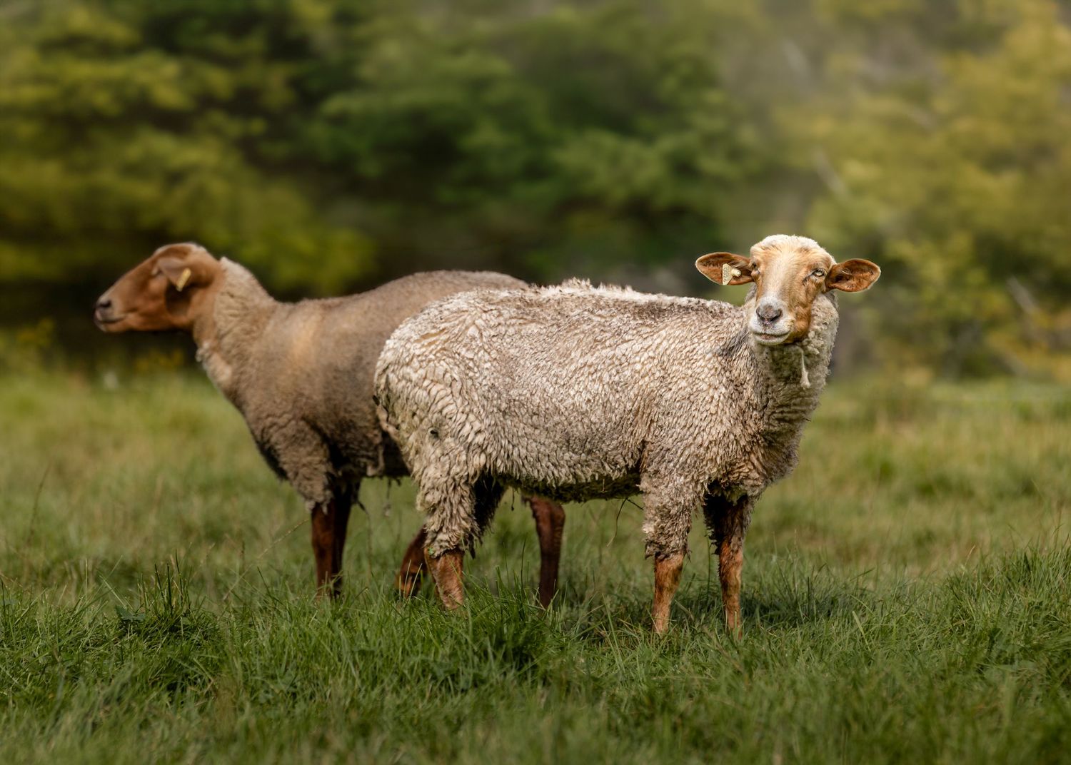 Two Tunis sheep standing together in a lush green meadow.