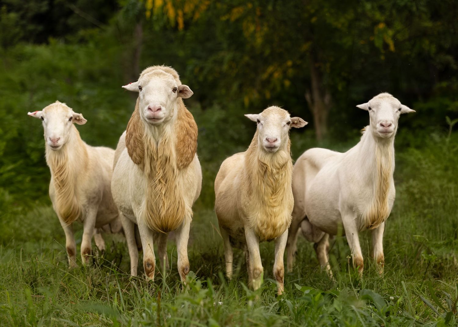 Four white St. Croix sheep standing together in a lush green pasture, looking directly at the camera.