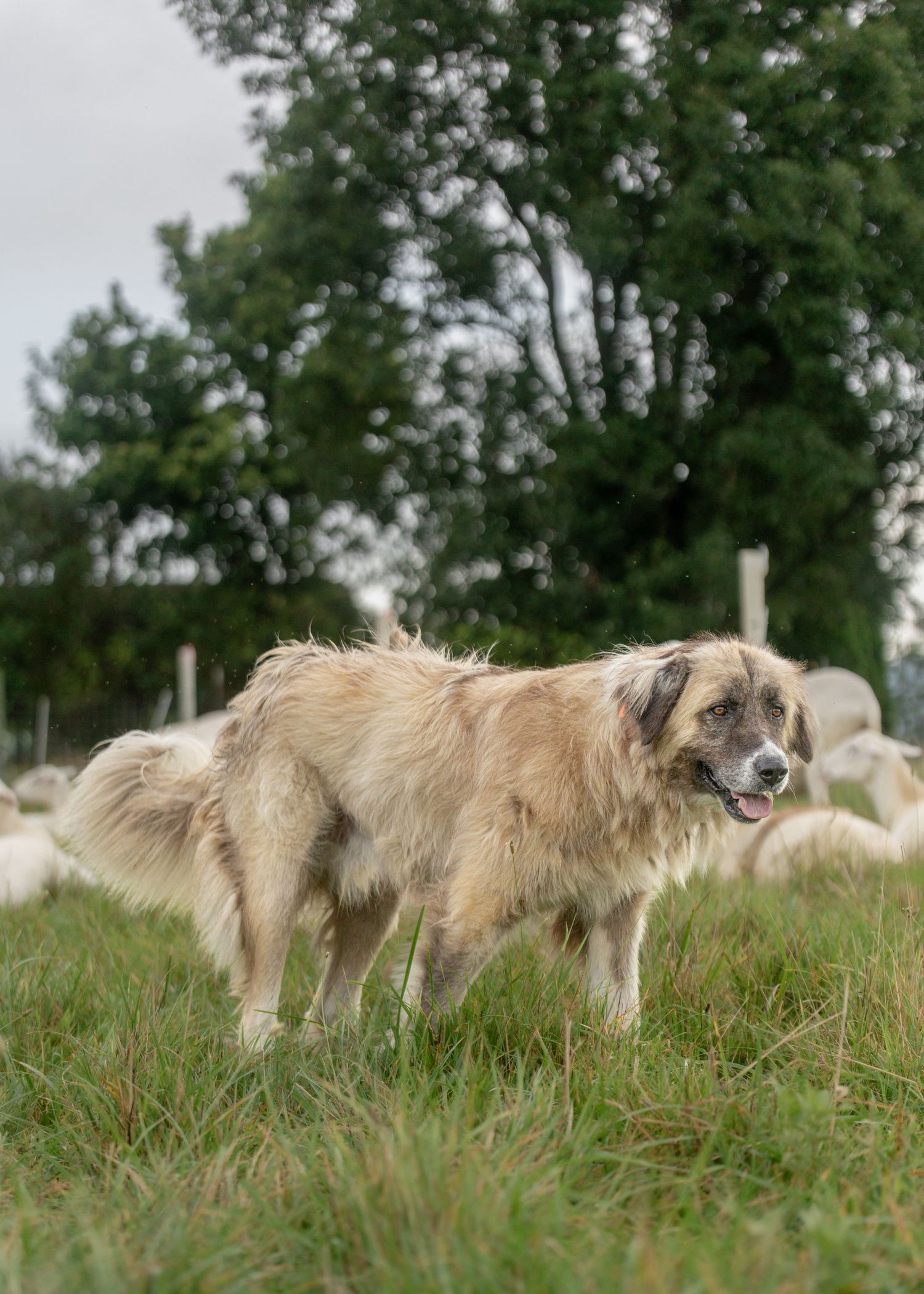 A fluffy tan livestock guardian dog stands in a green pasture with a flock of St. Croix sheep and trees in the background.