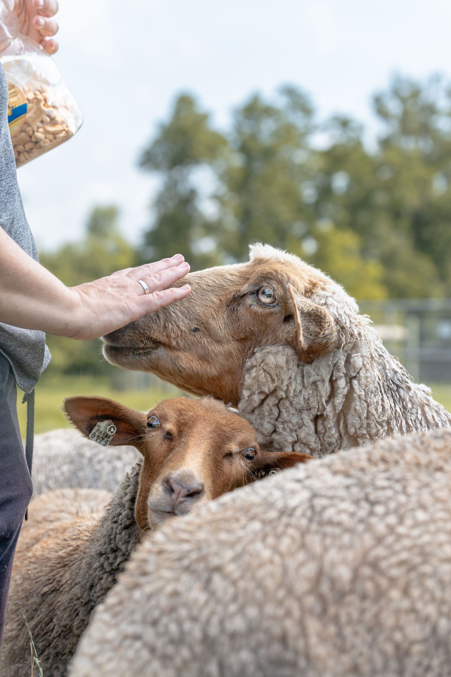 Person hand-feeding Tunis sheep at a farm, with trees visible in the background.