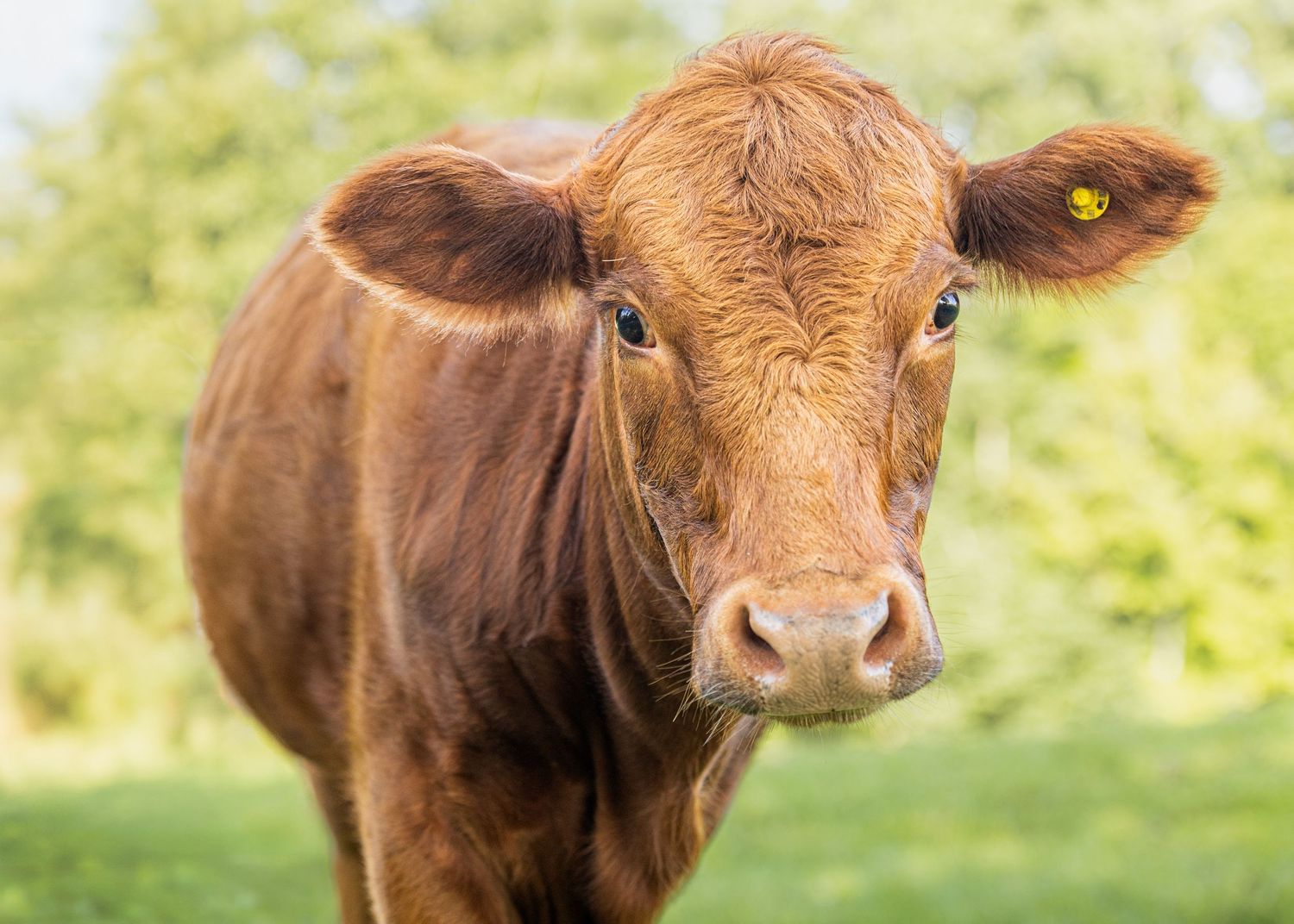 A close-up of a young brown cow with a yellow ear tag standing in a green pasture.