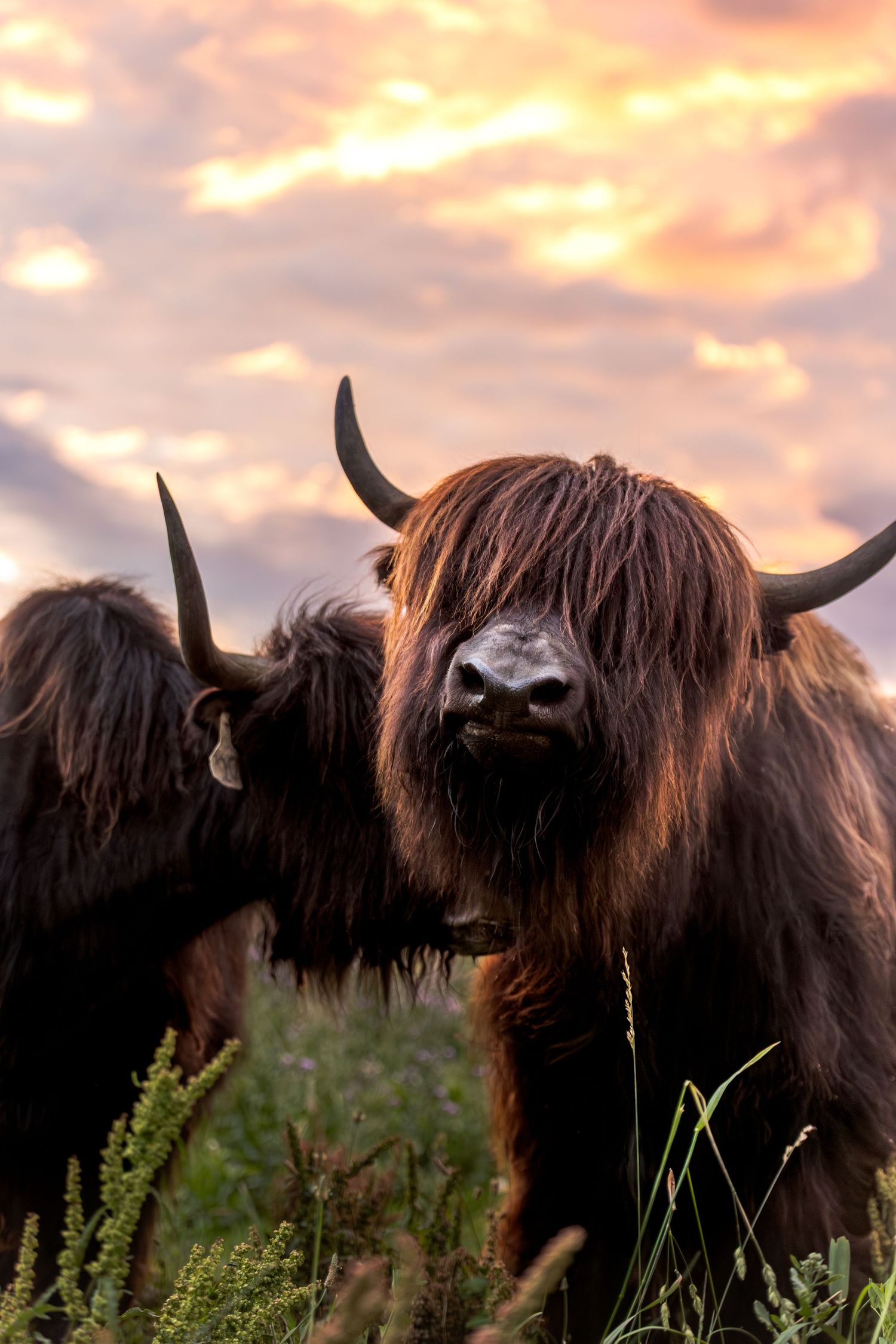 Two Yaks with long brown fur and curved horns stand in a grassy field beneath a dramatic sunset sky.