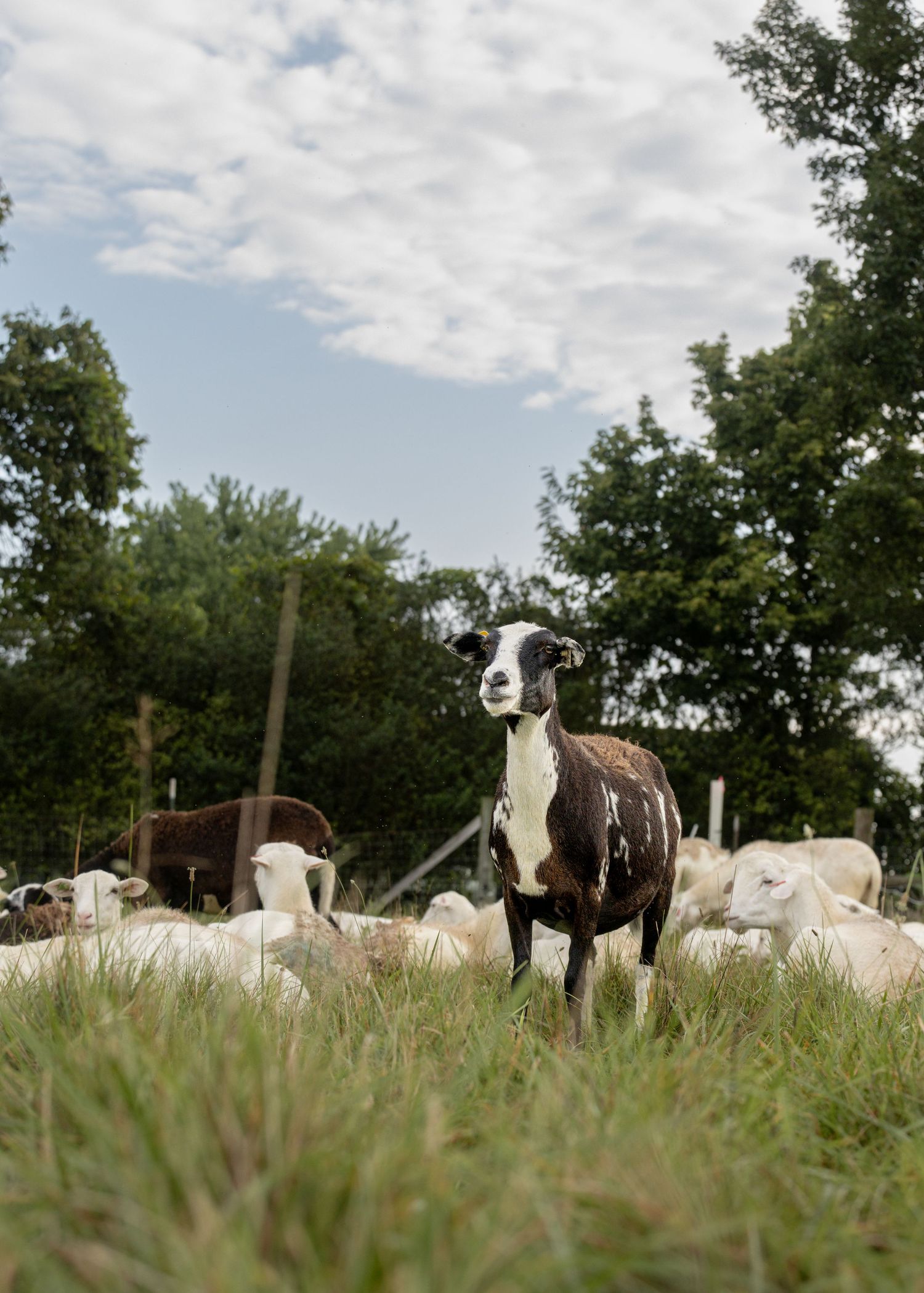 St. Croix sheep standing among white sheep in a grassy field.