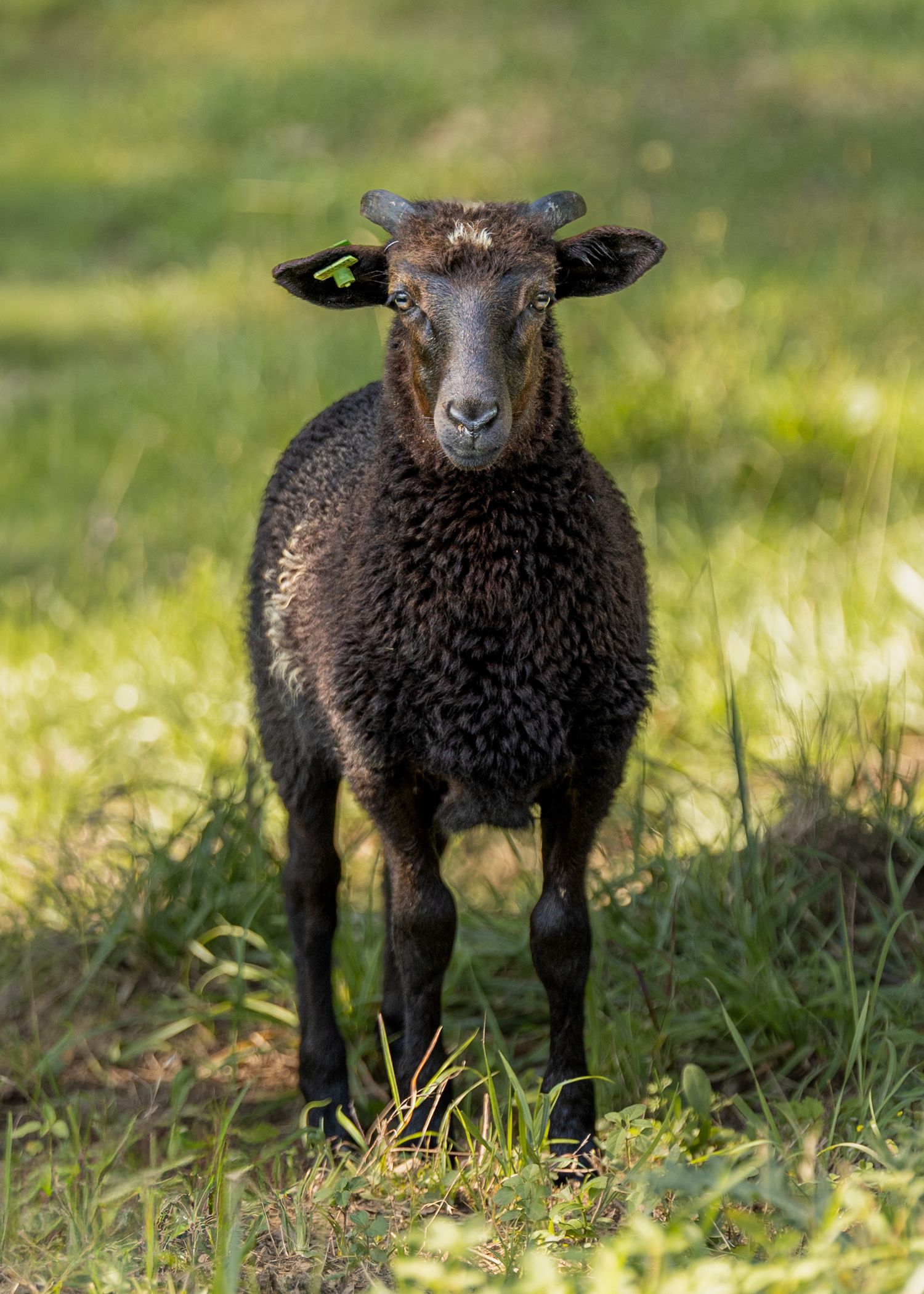 A young black lamb with a green ear tag stands alert in a sunlit green meadow.