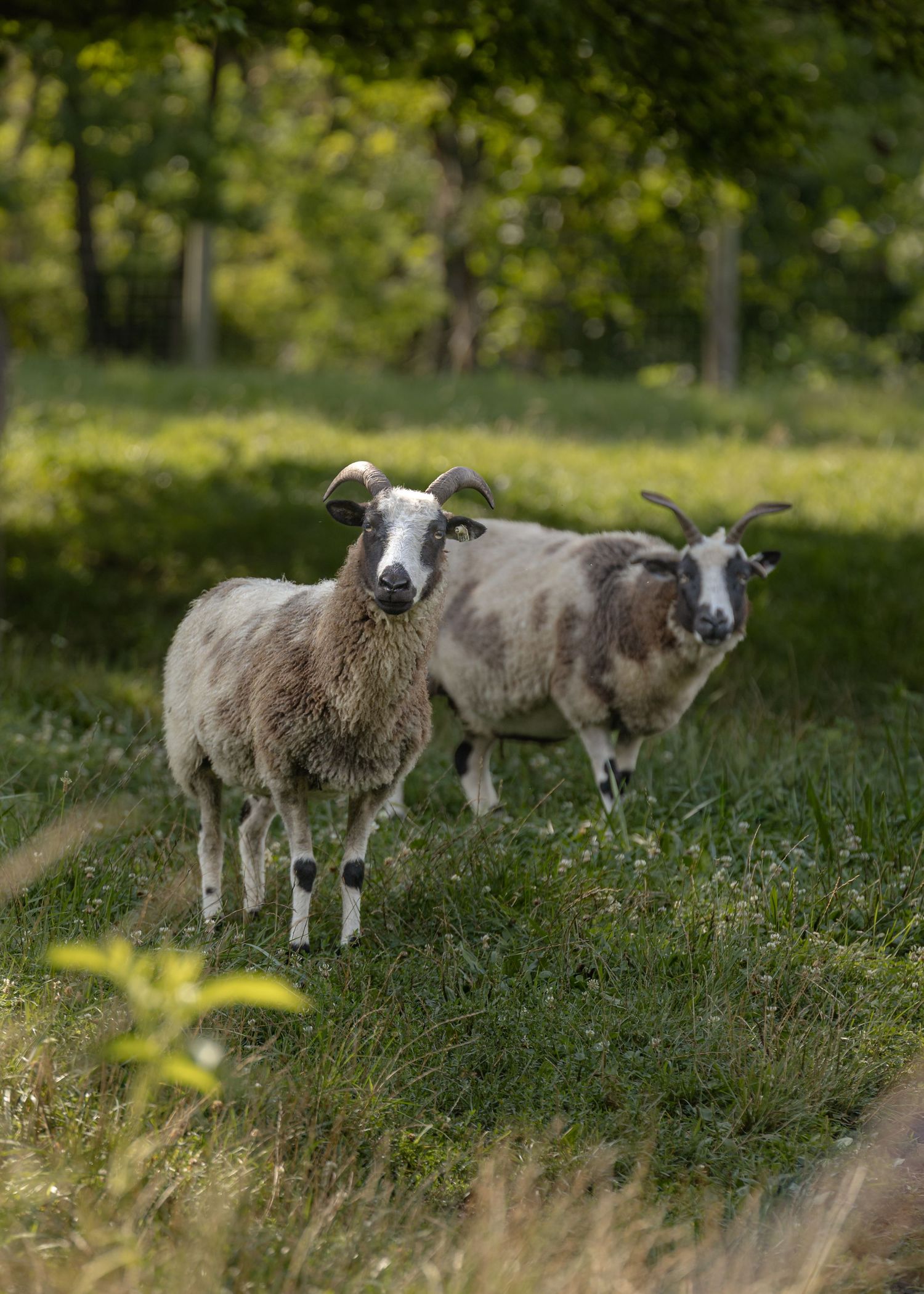 Two horned Jacob sheep with thick wool coats standing in a lush green meadow with trees in the background.