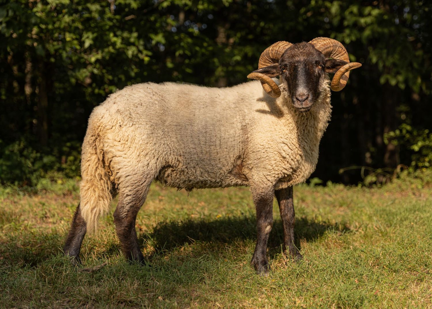 A curly-horned ram with thick wool coat stands on green grass with lush trees in the background.