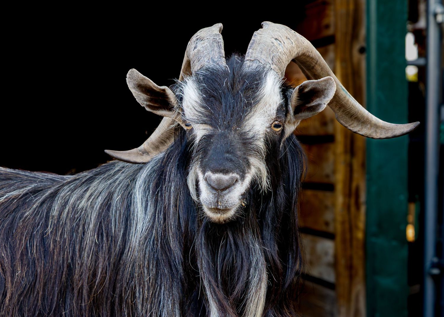 A long-haired Arapawa goat with curved horns stares directly at the camera against a dark background.