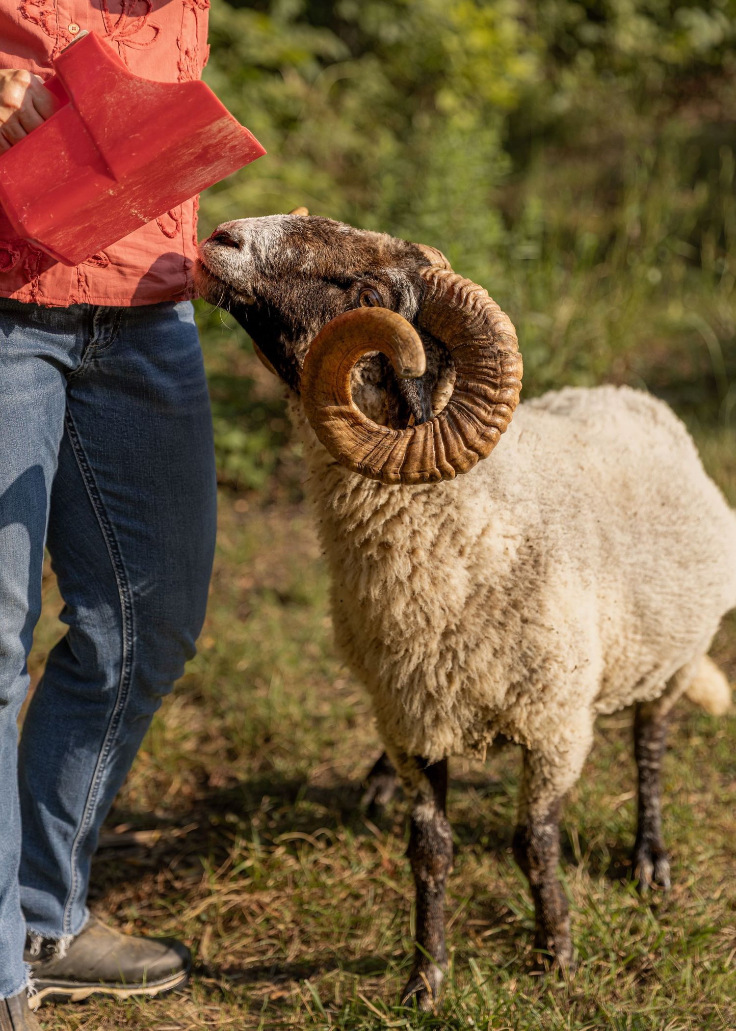 Close-up of a horned Hog Island ram with large curved horns eating from a red container outdoors.