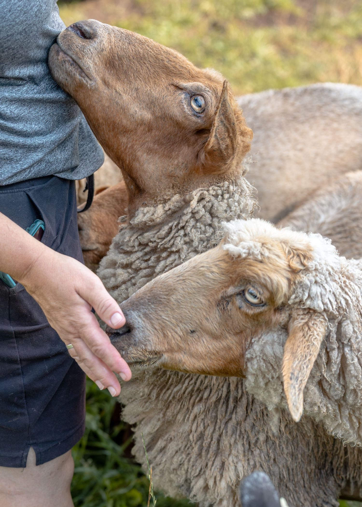 Person hand-feeding a Tunis sheep in a field.