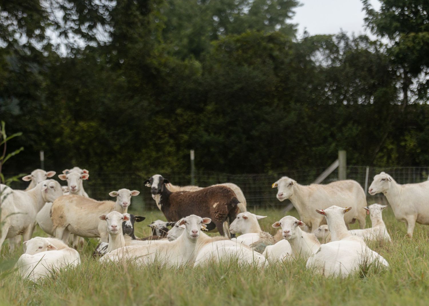 A flock of St. Croix sheep grazing and resting in a lush green pasture with trees in the background.