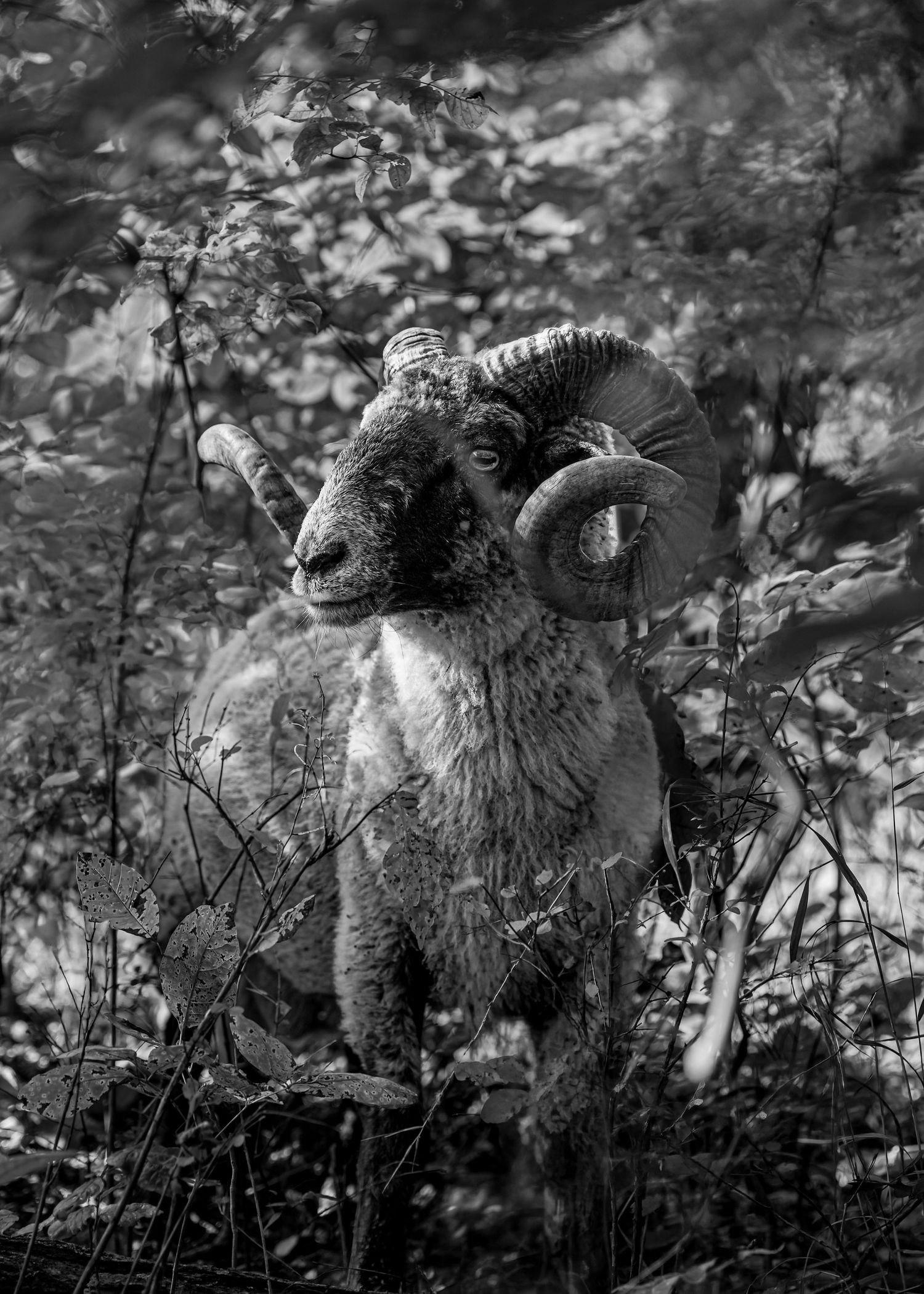 Black and white photo of a bighorn ram with curved horns standing among leafy forest vegetation.