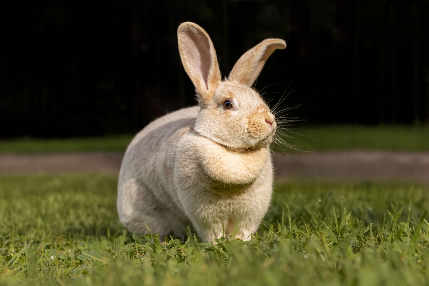 Crème d’Argent rabbit sitting alert on green grass in natural light.