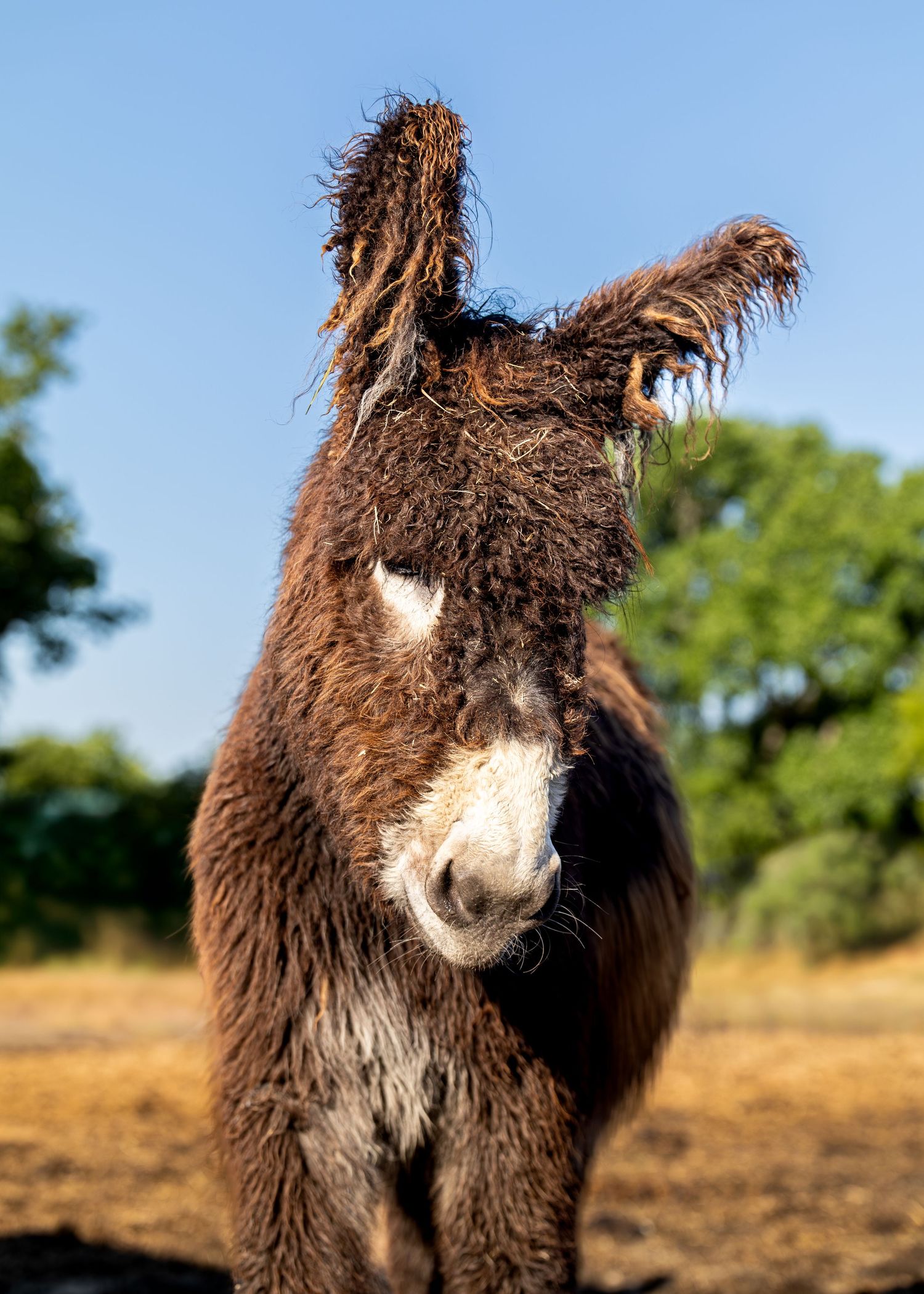A fluffy Poitou donkey with shaggy fur stands outdoors under a clear blue sky near green trees.