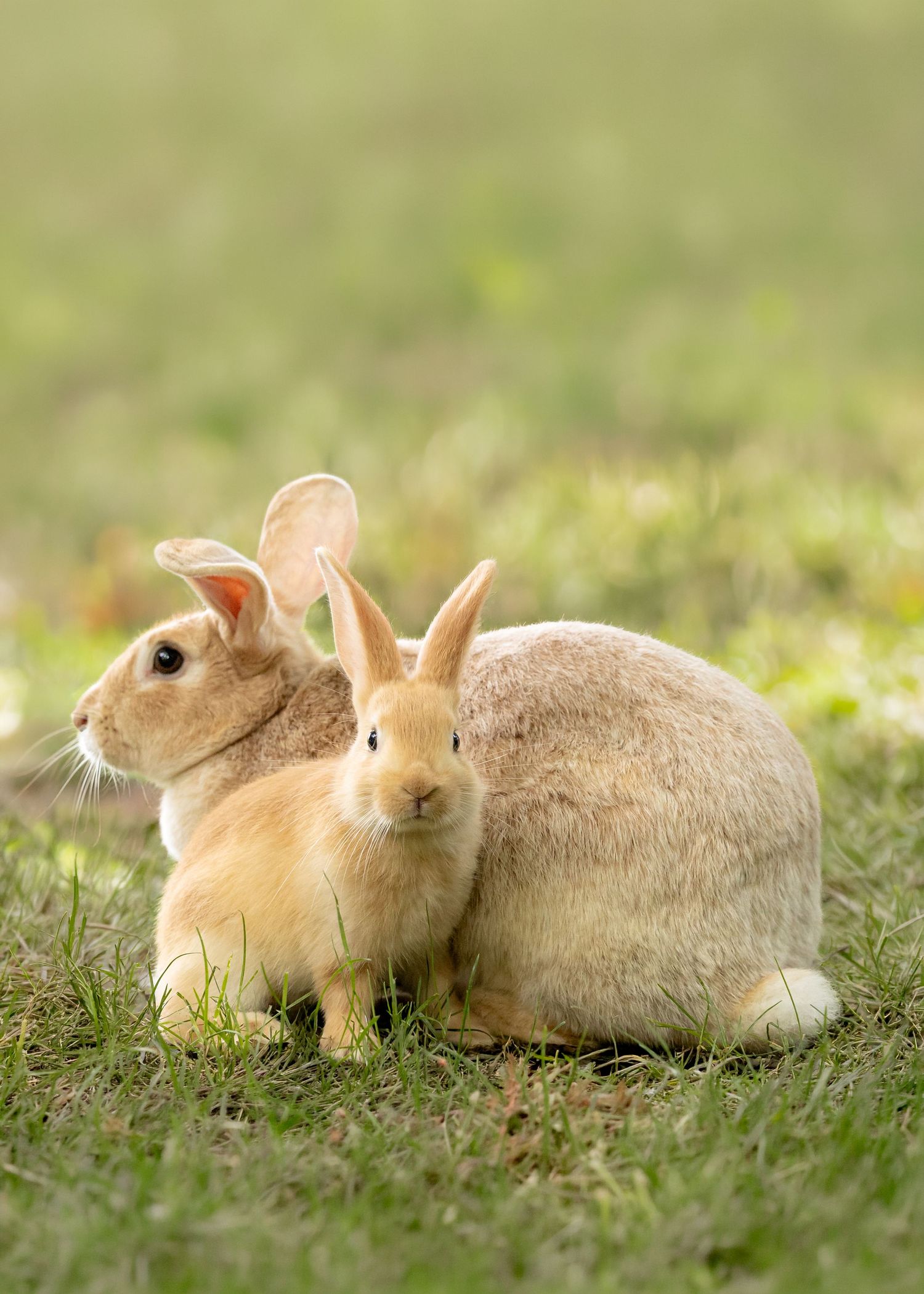 Two fluffy Crème d’Argent rabbits sitting together on green grass, one smaller bunny nestled against a larger rabbit outdoors.