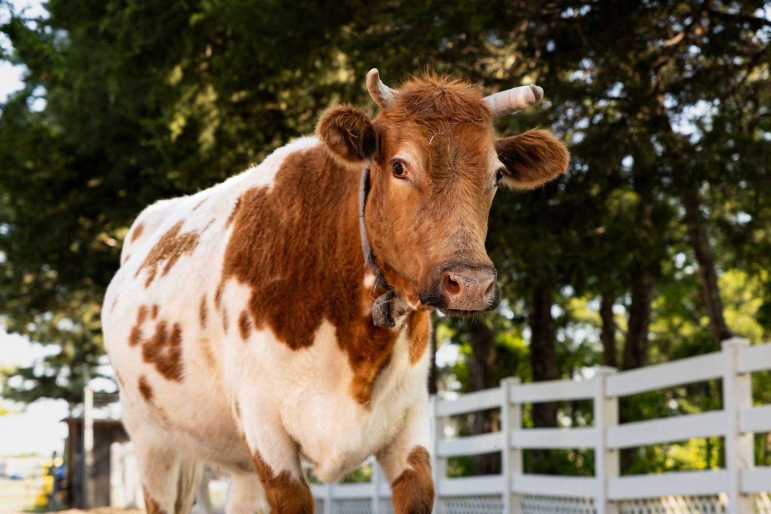 Pineywoods spotted cow with bell collar standing by white fence with green trees in background.