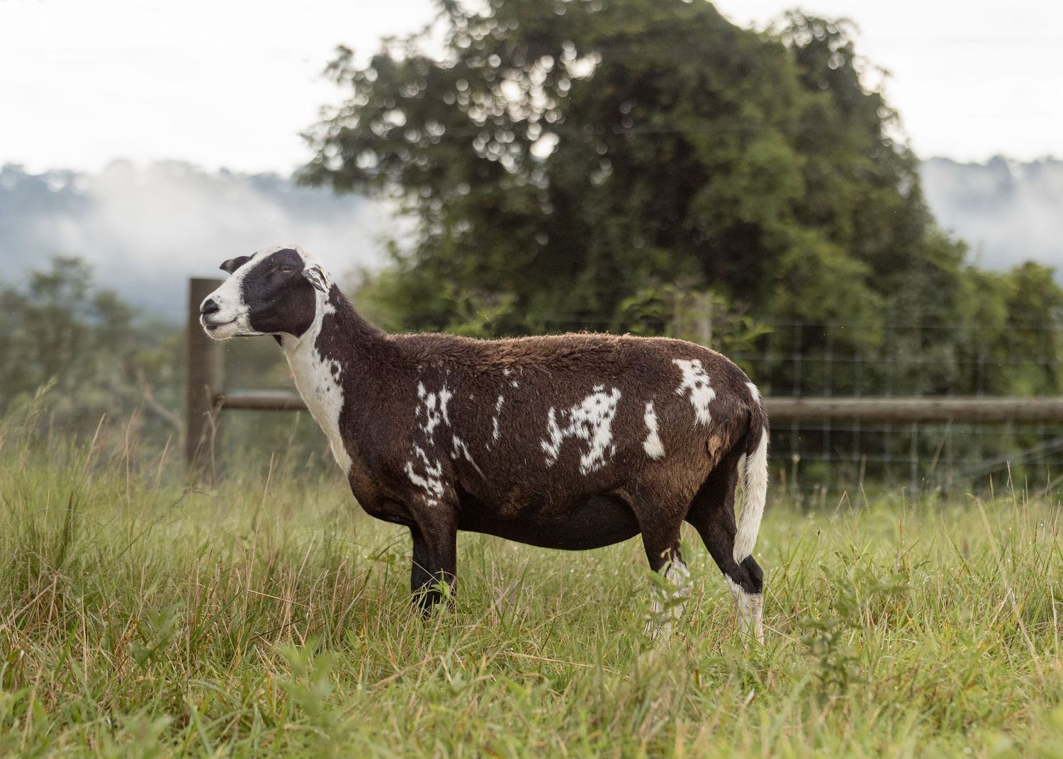 St. Croix spotted sheep standing in a lush green pasture with misty trees in the background.