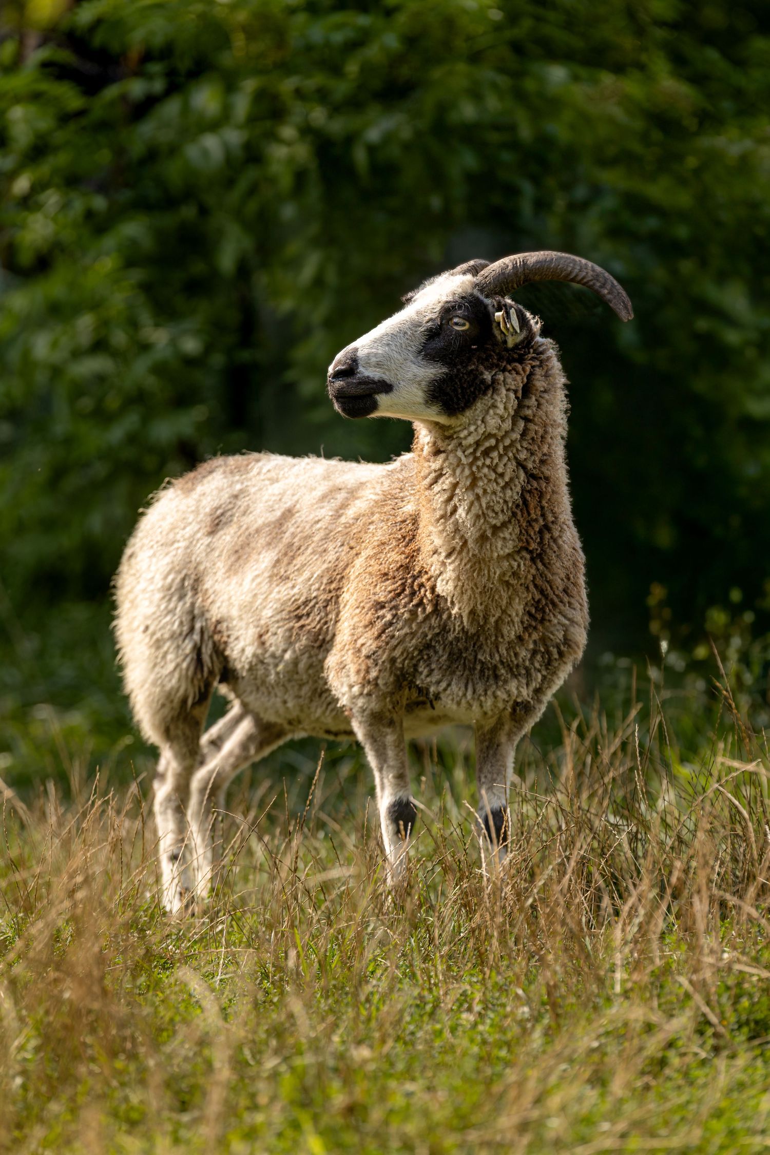 Jacob sheep standing in tall grass with green trees in background.