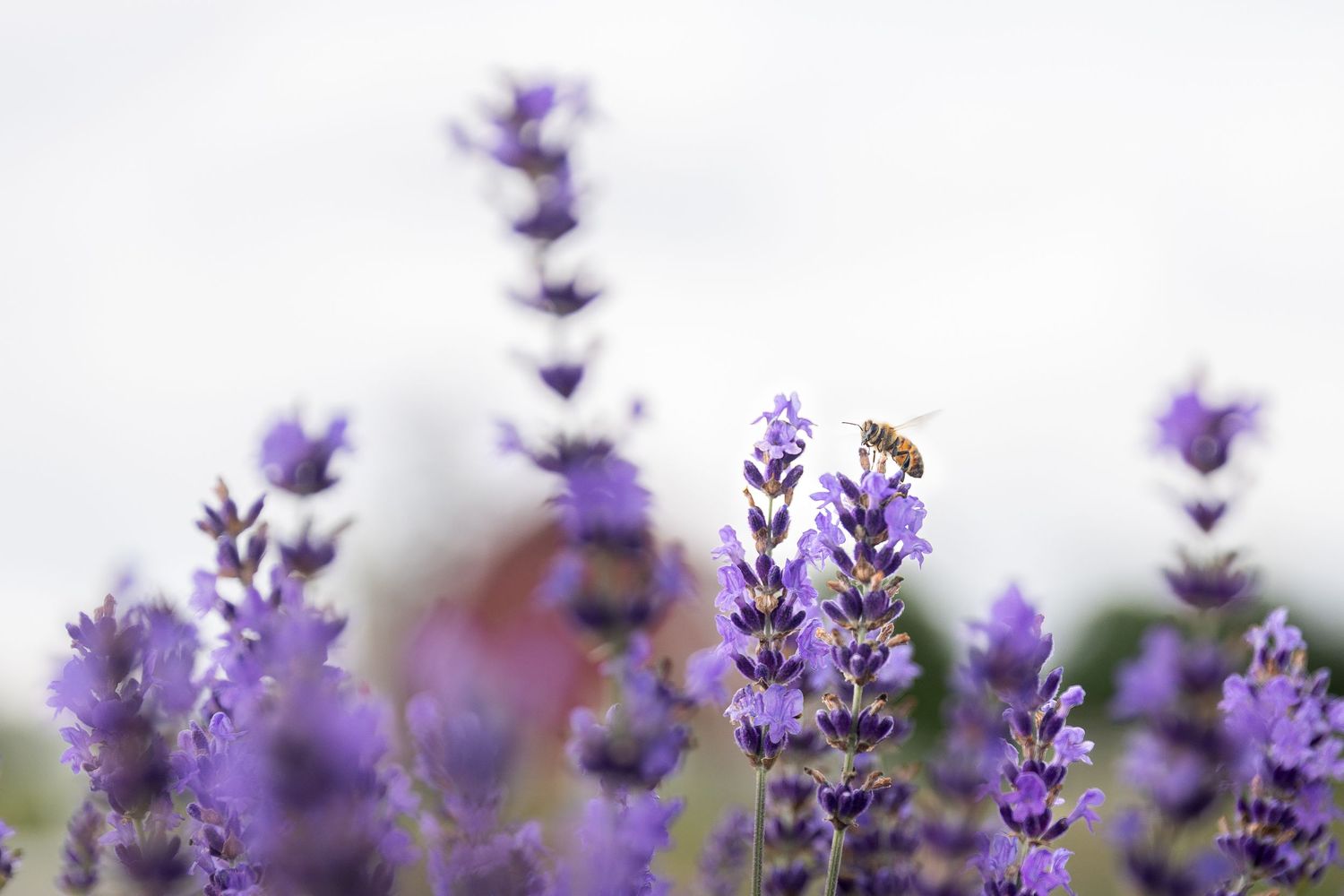 A honeybee pollinating vibrant purple lavender flowers in a field, with a soft blurred background.