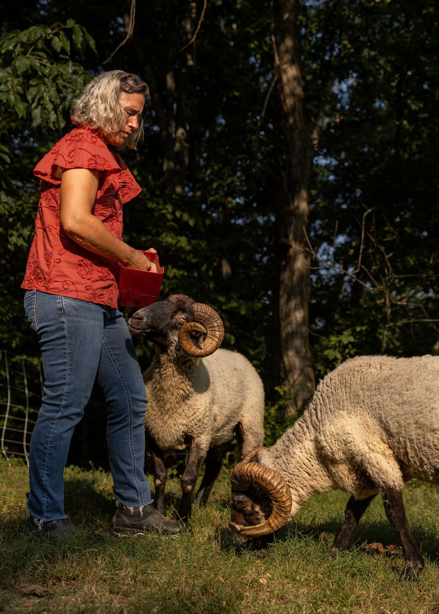 Woman in red shirt feeding two Hog Island horned rams with curved horns in a wooded pasture.