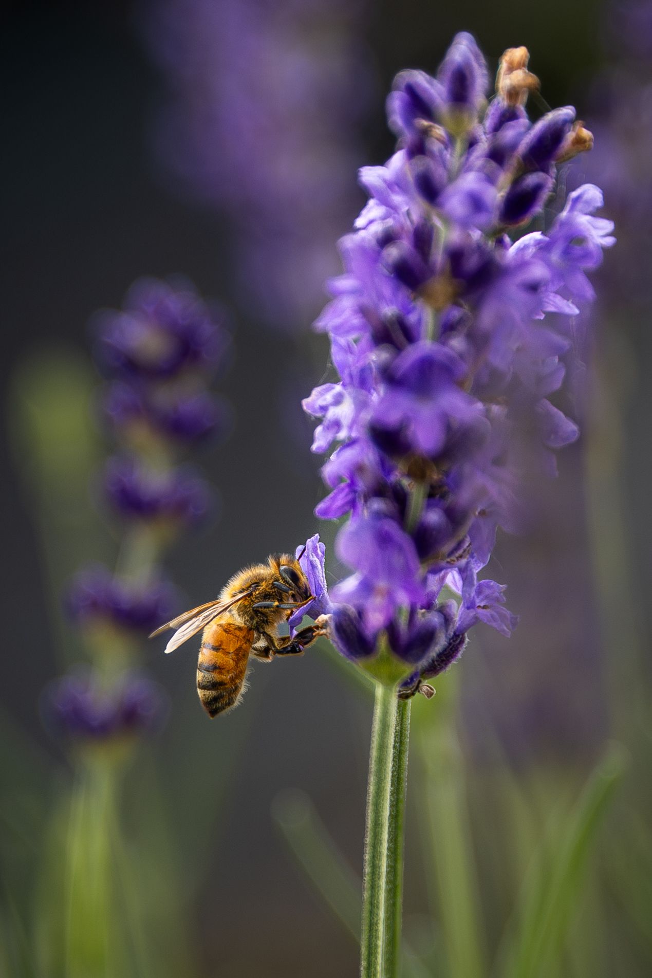 A honeybee collecting nectar from vibrant purple lavender flowers in a garden, with a soft bokeh background.