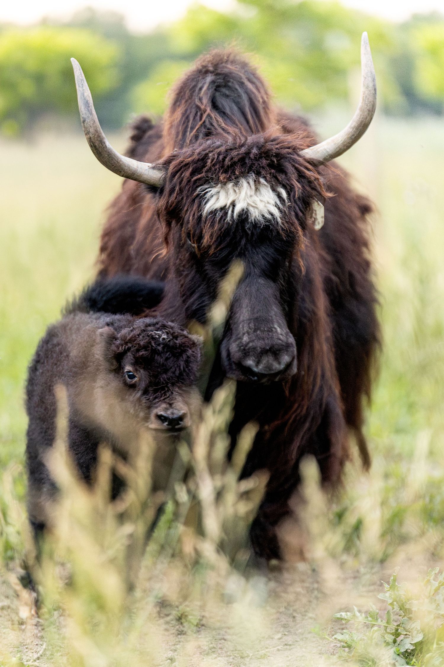 A dark brown Yak cow with curved horns stands protectively over its small curly-haired calf in a lush green meadow.