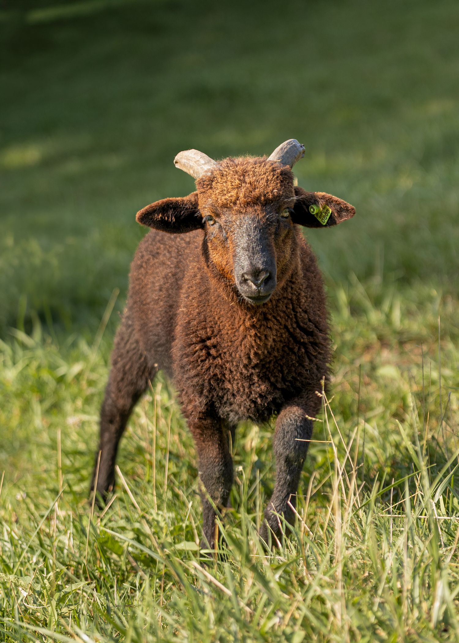 A Hog Island horned sheep with curly wool stands alert in a lush green grassy field, wearing yellow ear tags.