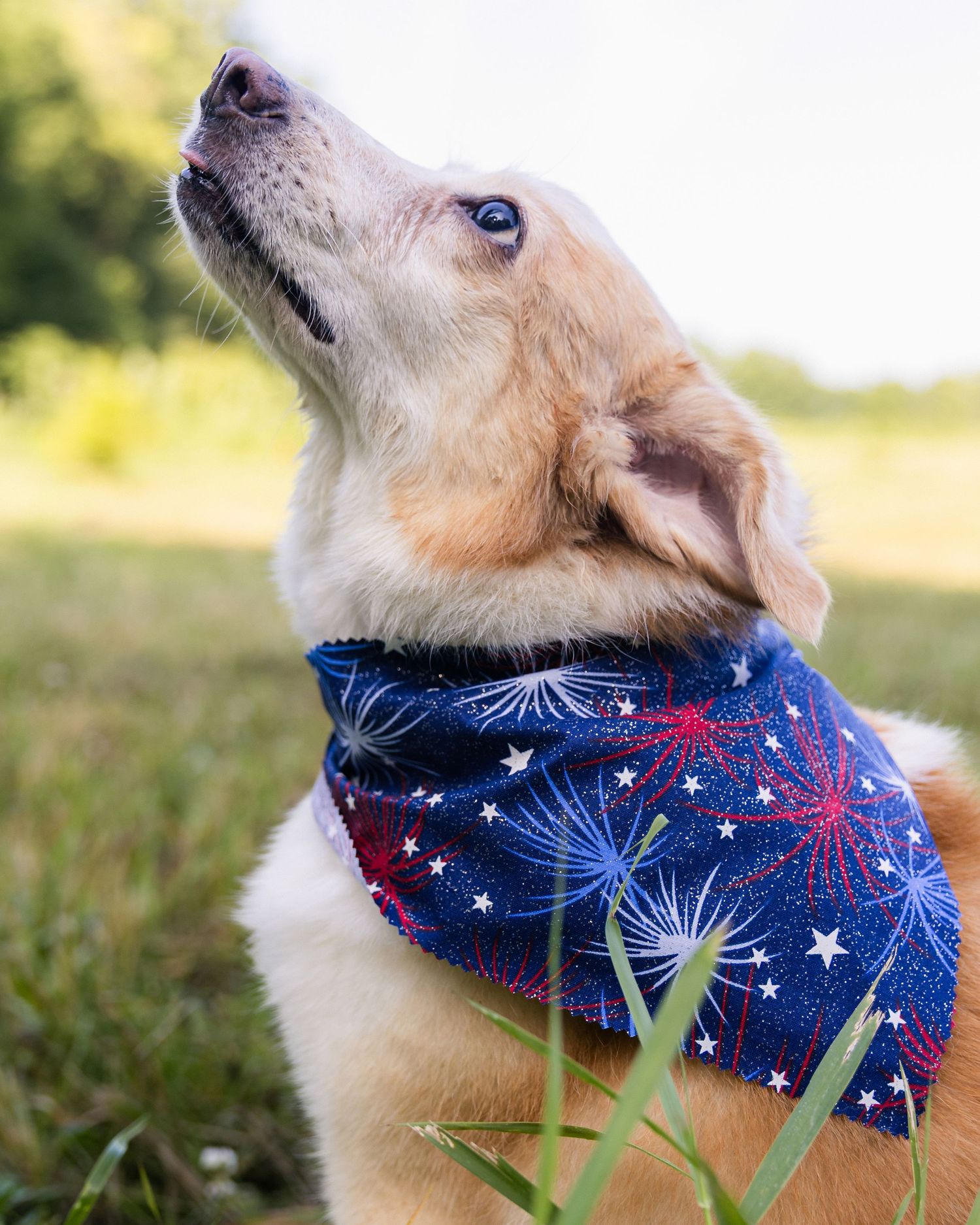 Golden puppy wearing patriotic blue bandana with stars and fireworks looking upward.
