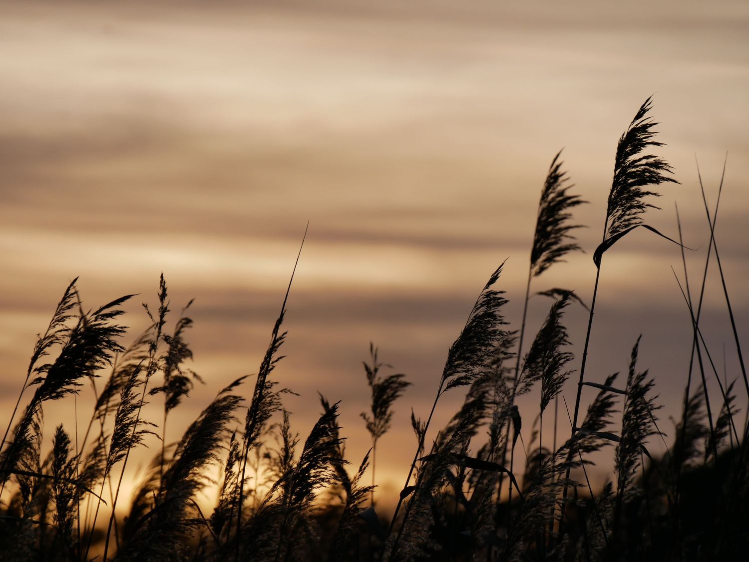 Rietpluimen silhouet tegen oranje lucht bij schemering.