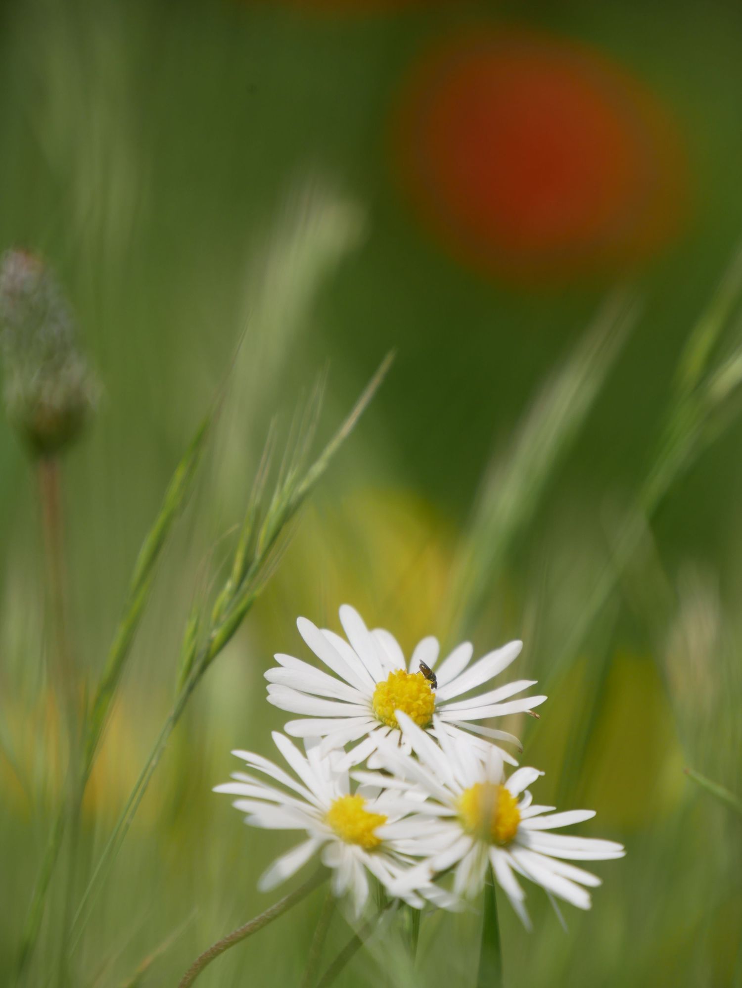 Witte madeliefjes bloeien in groen veld.