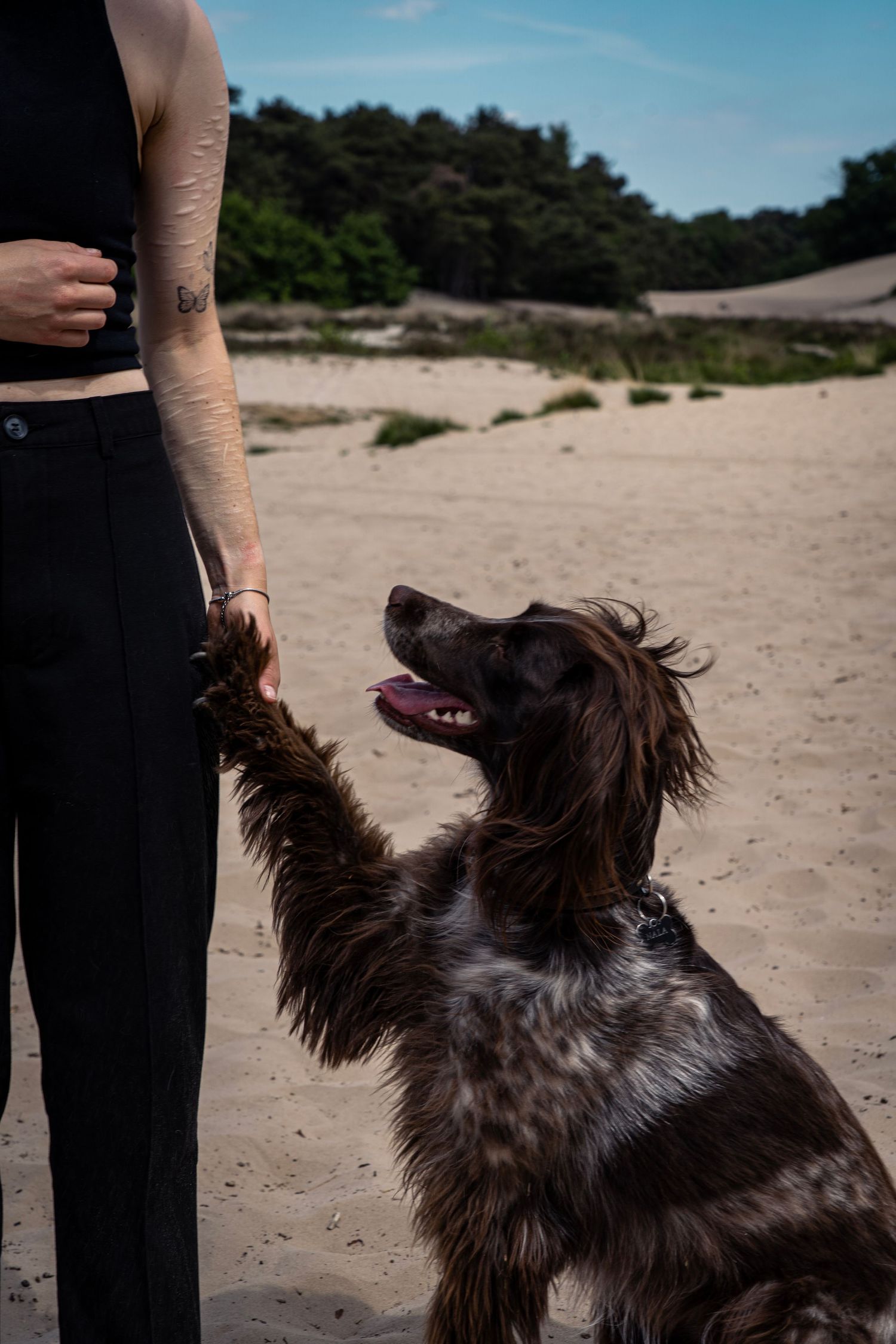 Bruine hond kijkt omhoog naar eigenaar in de duinen.