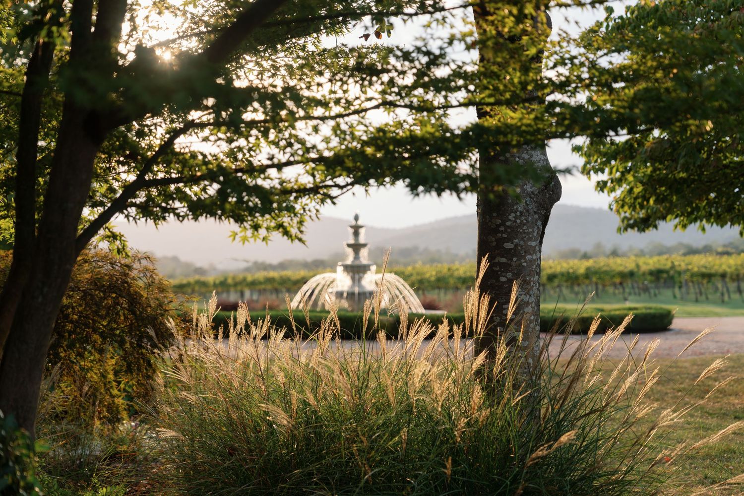 A row of five scenic outdoor photos showing golden sunlight filtering through trees and tall grass in a natural landscape.