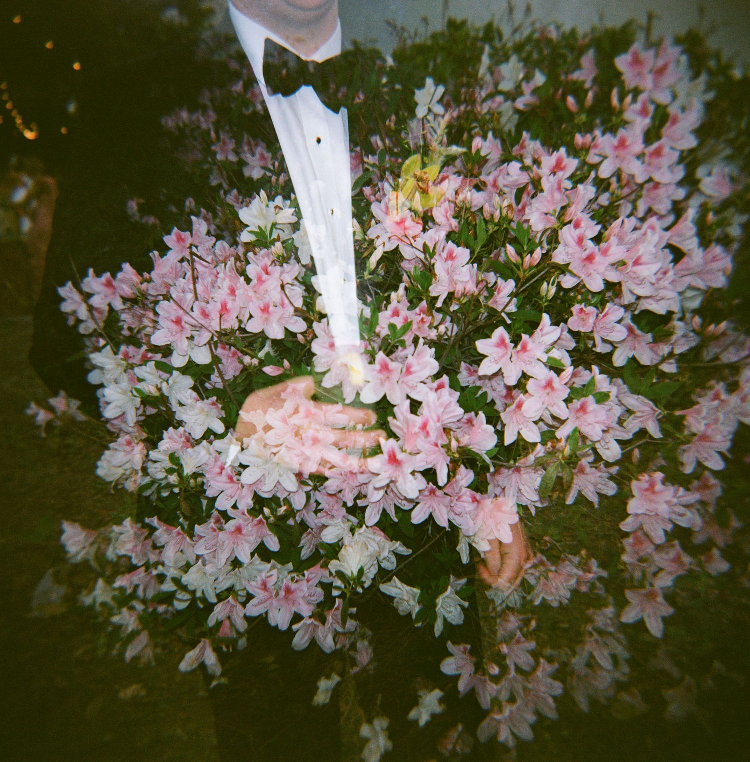 Person in tuxedo holding a bouquet of delicate pink and white azalea flowers outdoors.