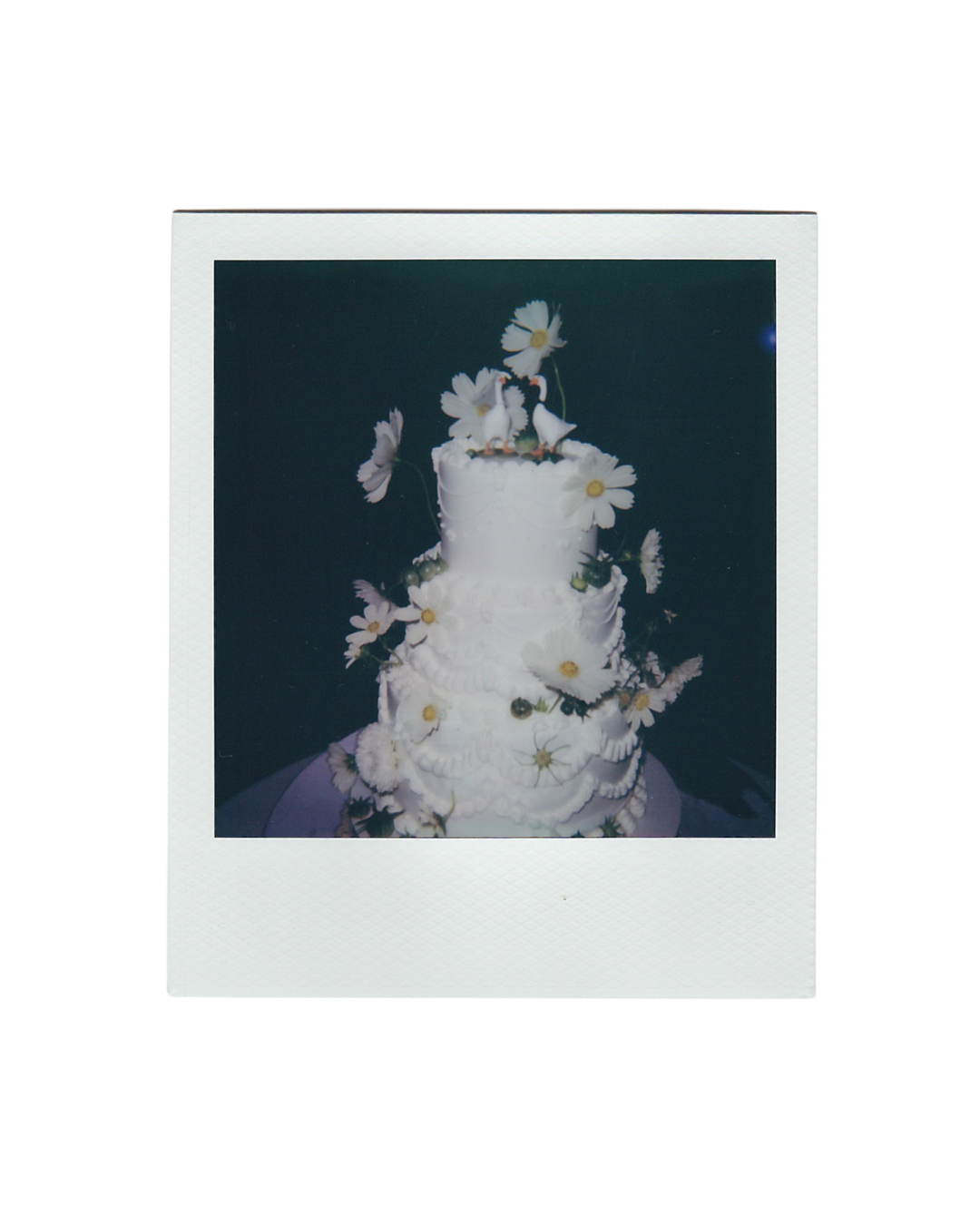 White carnation flowers with delicate petals against a dark background create a dramatic botanical composition.