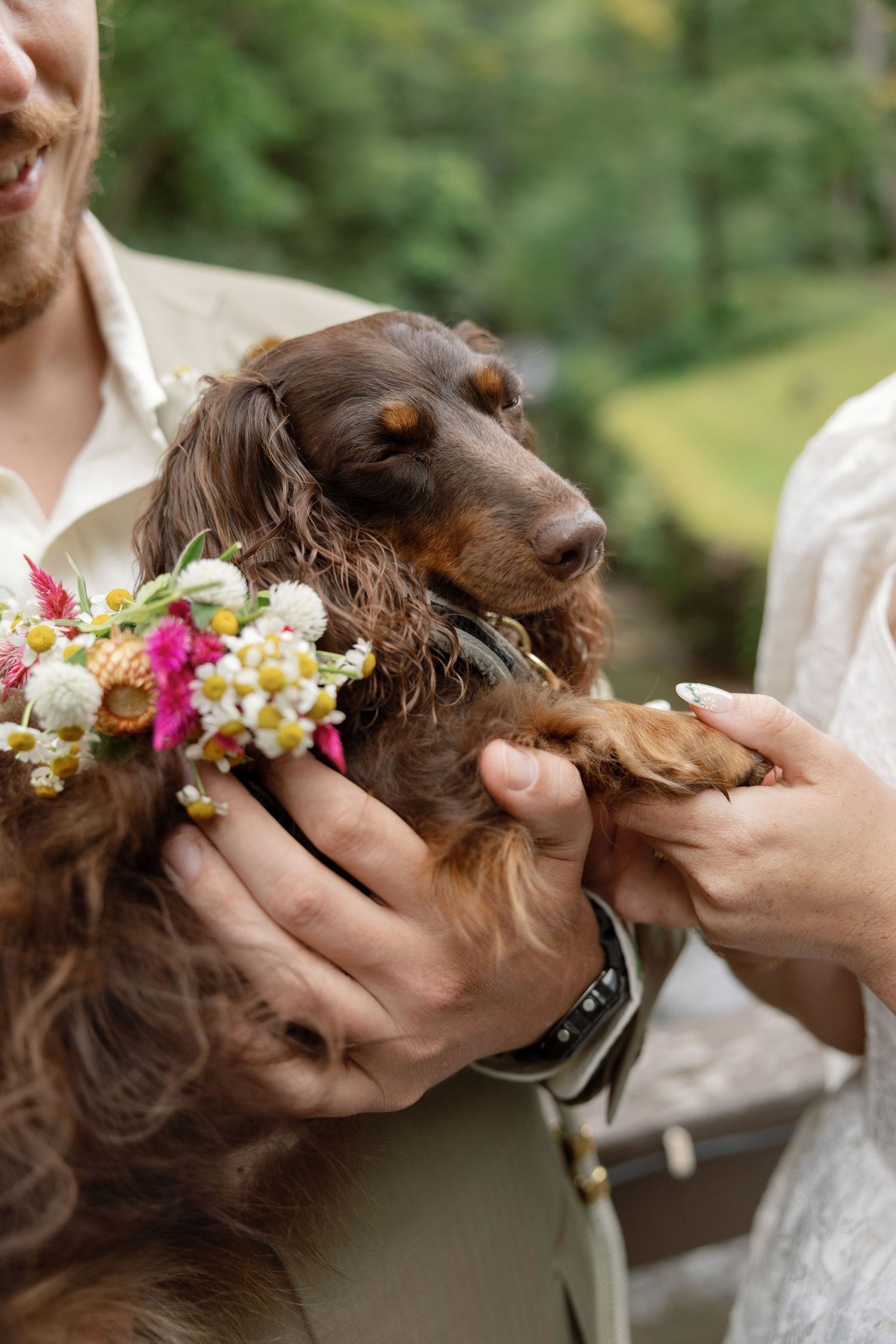 A brown dachshund puppy wearing a delicate floral crown made of pink and white flowers is being gently held.