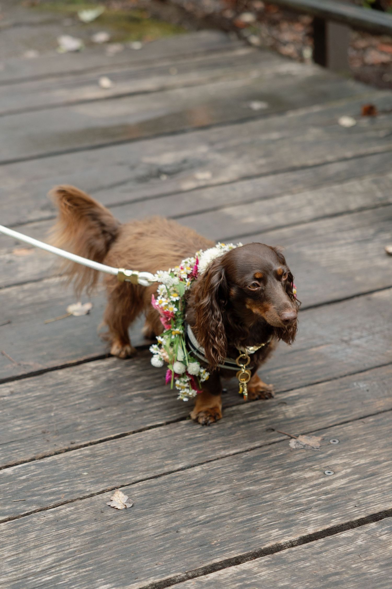 Small brown dachshund dog wearing floral decorations walks across wooden deck in series of photos.