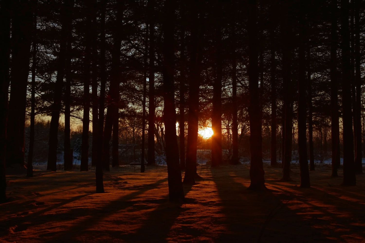 Sunset through the trees along the Welland River