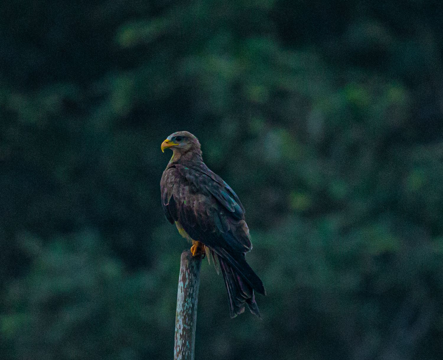 A brown eagle perched on a wooden post against a dark green blurred forest background.
