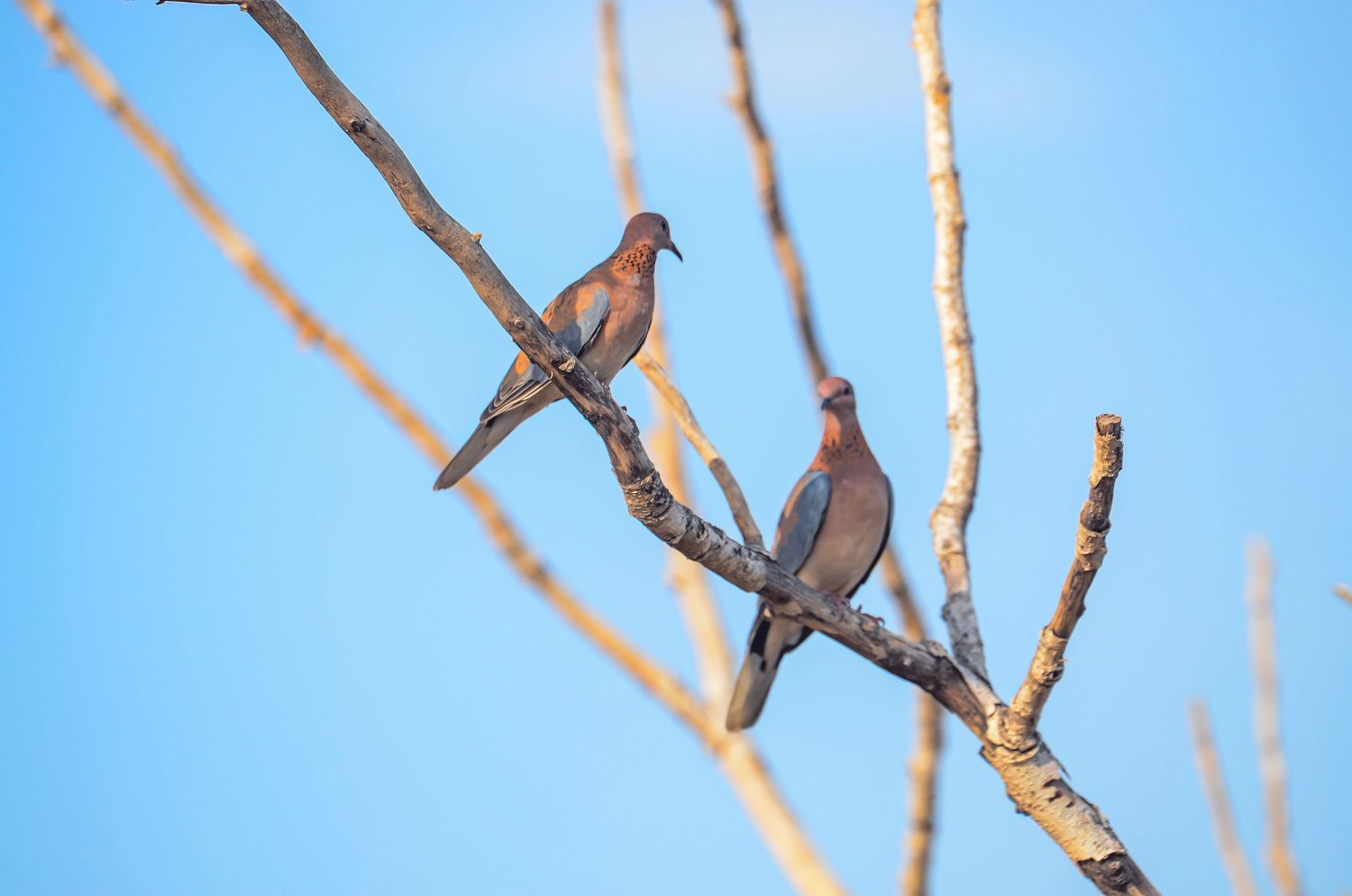 Sur l’île de Gorée, là où les vents portent encore les récits du passé,  deux petites âmes perchées sur une branche : la Tourterelle maillée