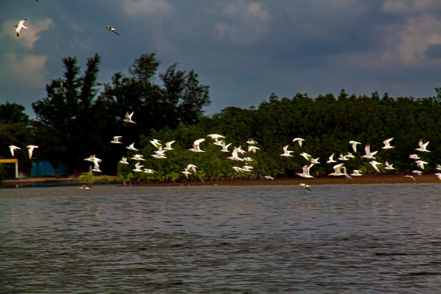 A flock of white egrets in flight over a calm river with dense green trees in the background.