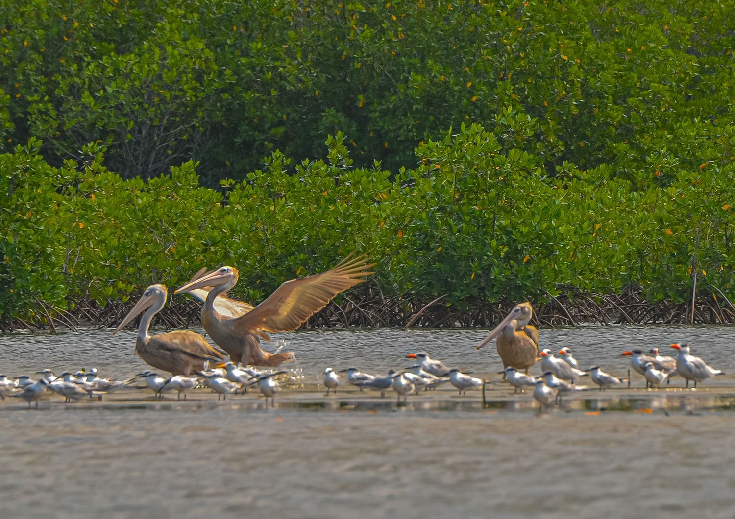 Pelicans spreading wings among seagulls on a sandy shore with green mangrove backdrop.