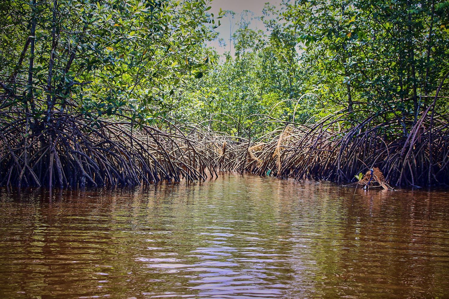 A tiger wading through murky brown waters in a dense mangrove forest with tangled roots and lush green foliage.
