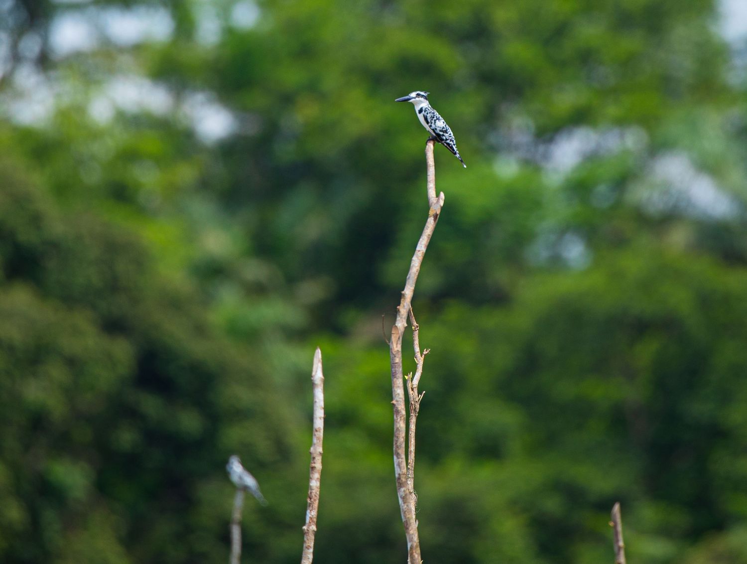 A pied kingfisher perched on a bare branch tip surrounded by lush green forest foliage.