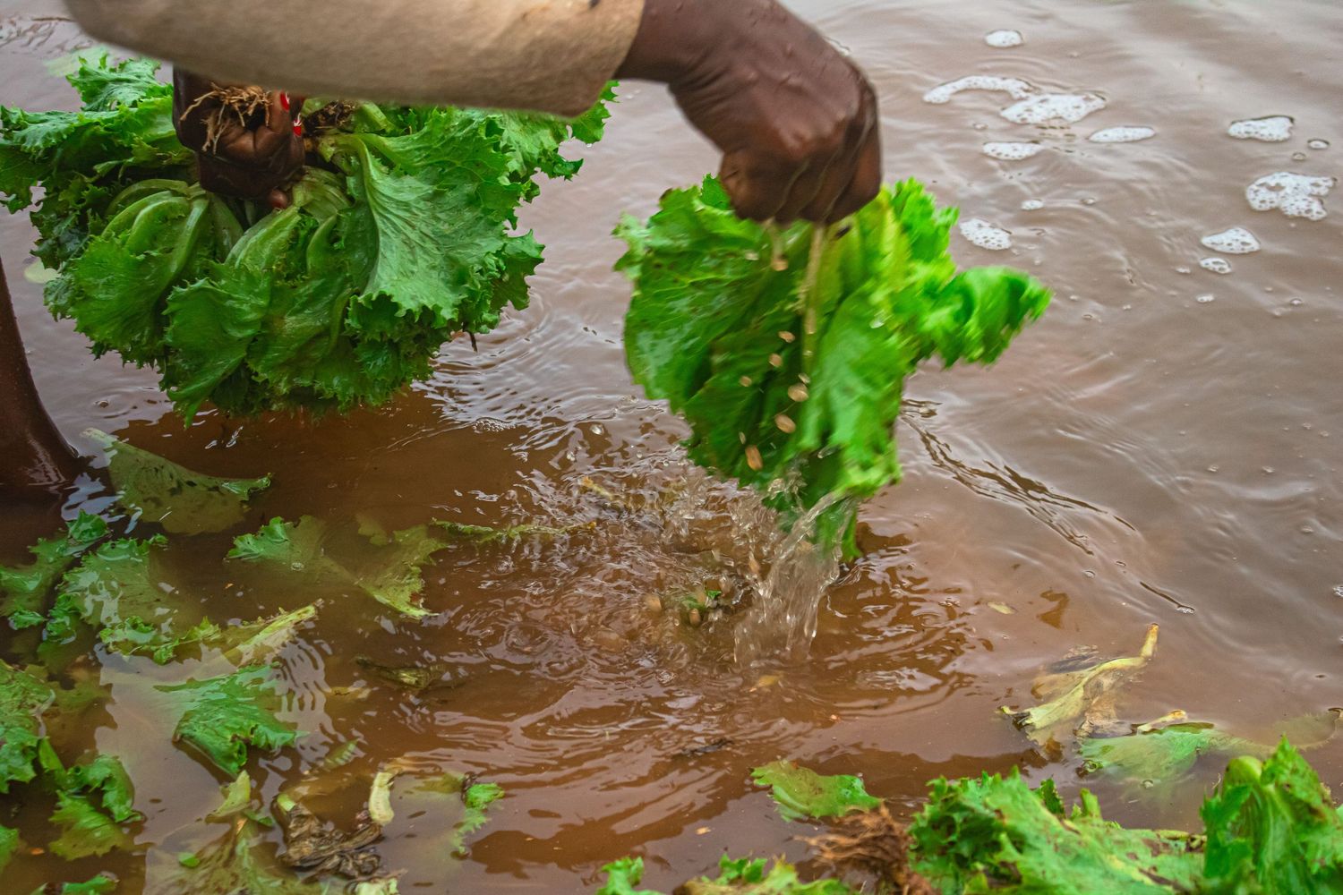 La salade : un aliment noble, frais et bénéfique pour la santé