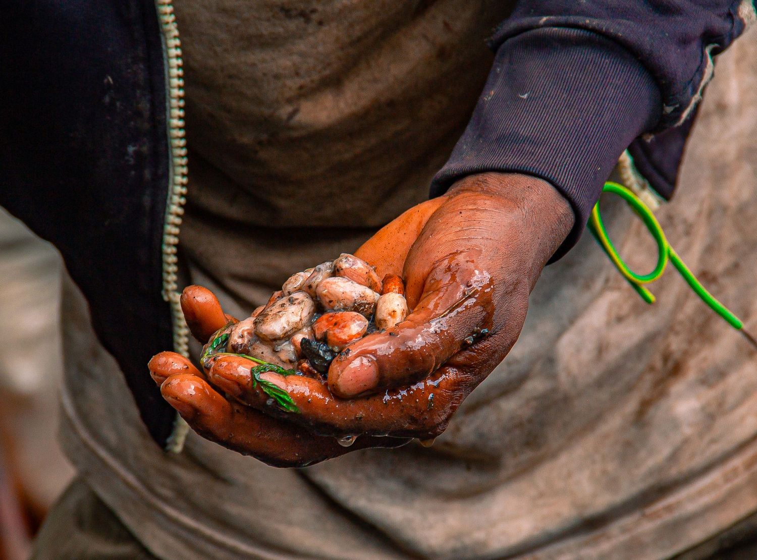 Close-up of hands holding freshly harvested wet kola nuts with red juice stains in Africa.