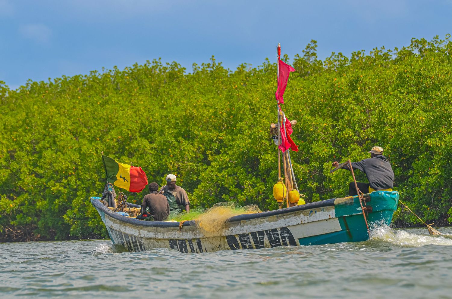 Fishermen navigating a wooden boat through calm waters near dense green mangrove forests.