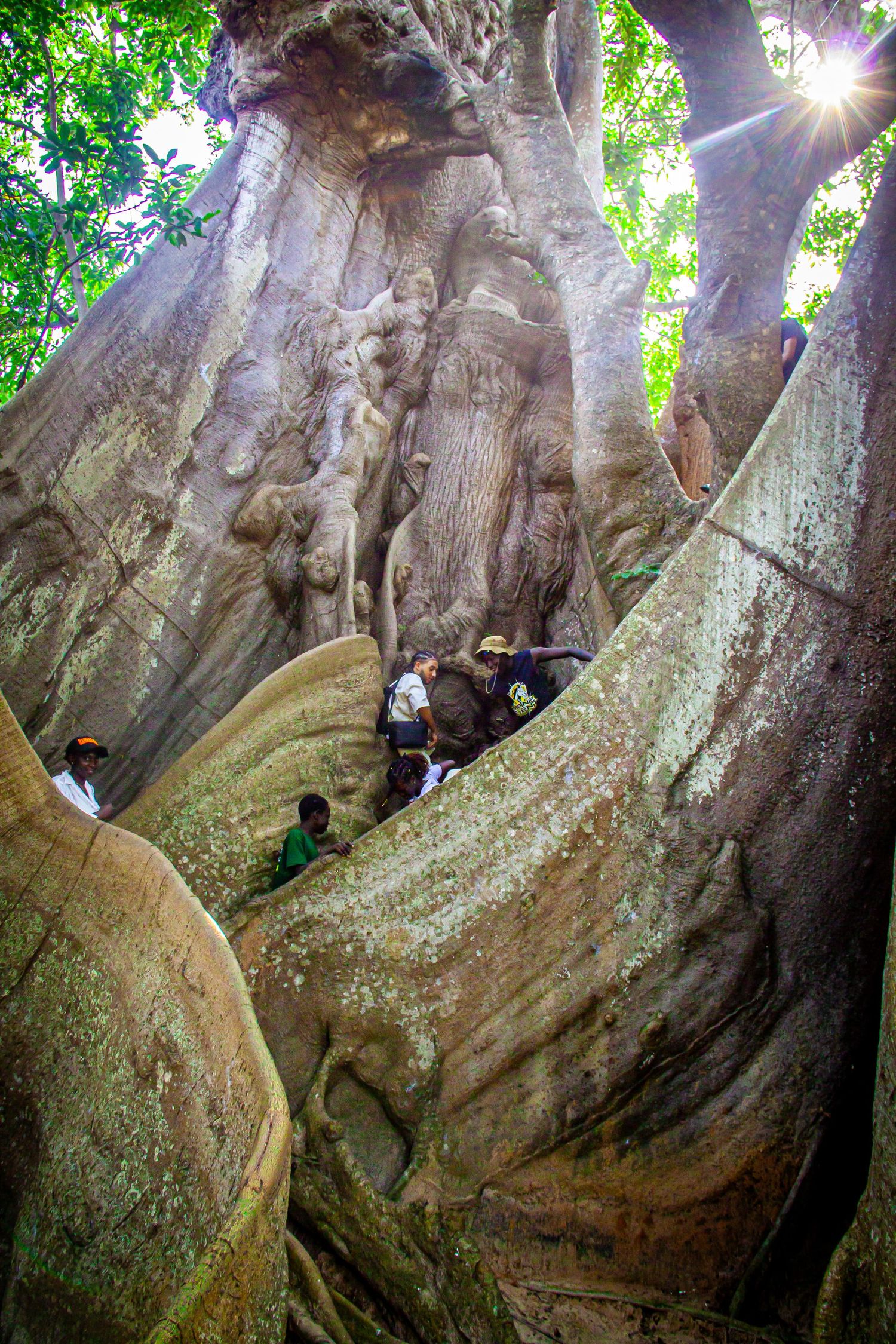 Tourists exploring the massive buttress roots of a giant tropical tree in a lush forest.